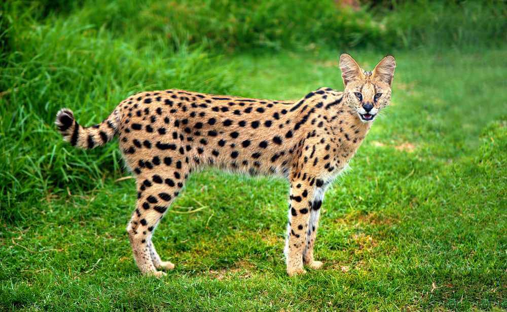 Alerta gato serval