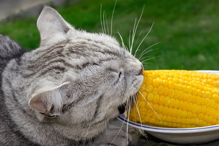 Imagen que analiza los posibles beneficios del maíz para los gatos.