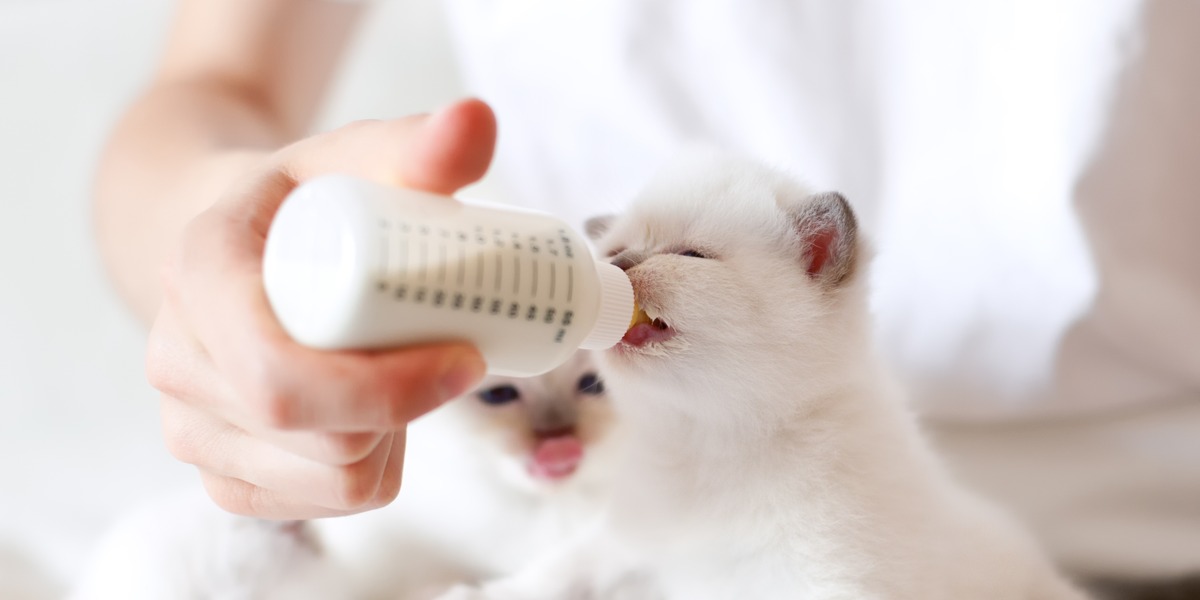 Una imagen que ilustra el acto de alimentar con biberón a los gatitos.