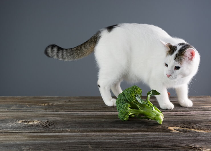 Gato probando brócoli, una curiosa exploración culinaria