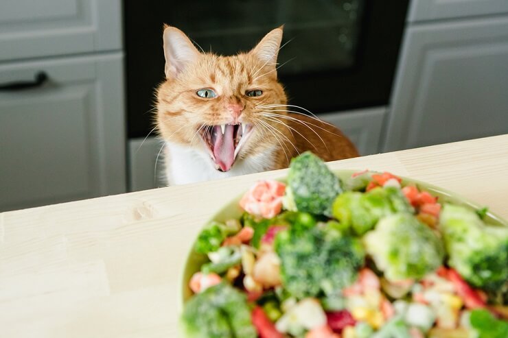 Gato investigando un plato de brócoli, mostrando curiosidad.