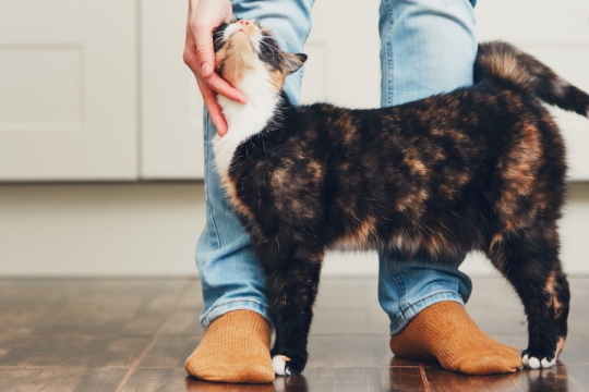 8 Maneras de hacer que tu gato te quiera aún más