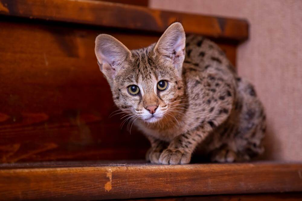 Gato Savannah F1 sentado en las escaleras