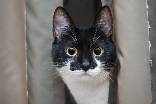 ¿Por qué mi gato me mira fijamente? Explicación de las 5 razones principales
