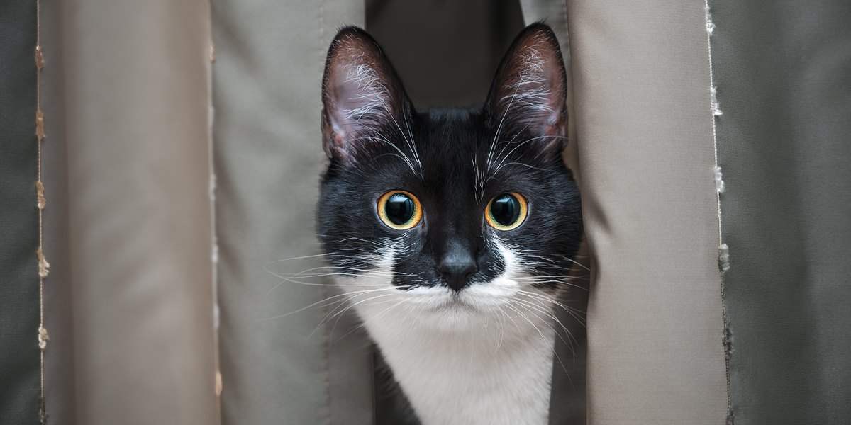 Una imagen intrigante que captura la mirada intensa de un gato, sus ojos fijos con un enfoque inquebrantable, insinuando su instinto natural y curiosidad.