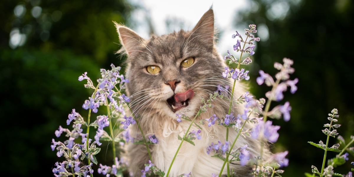 Imagen que muestra a un gato disfrutando plenamente de la hierba gatera, mostrando la respuesta entusiasta y alegre.