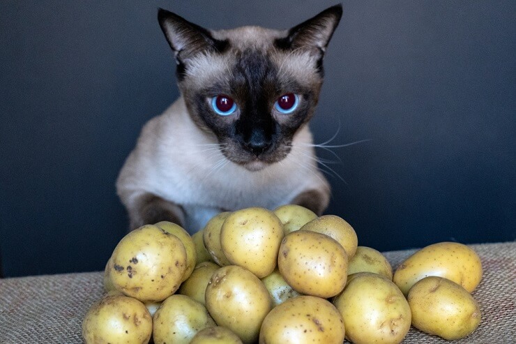 Imagen que responde a la pregunta: ¿Pueden los gatos comer patatas?