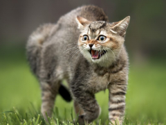 cat hissing and arching his backs