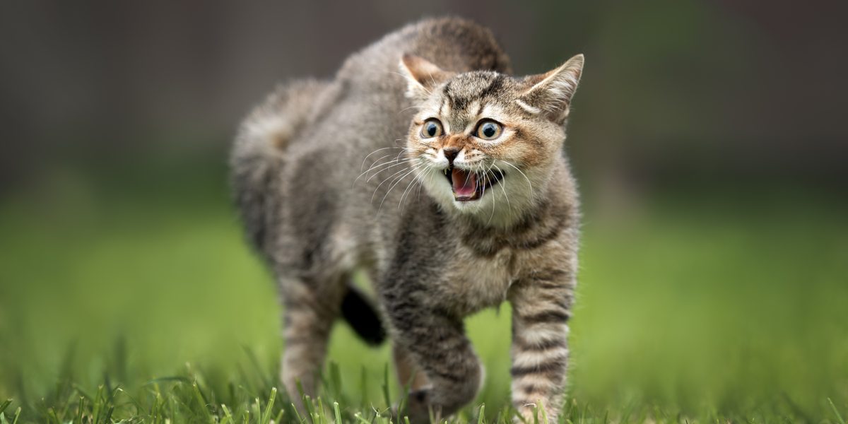 Gato silbando y arqueando la espalda