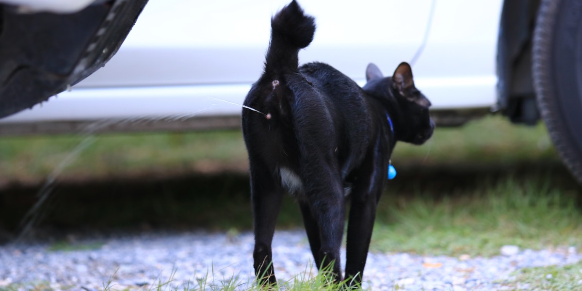 Gato rociando orina