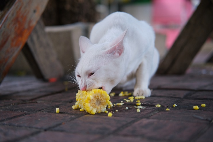 Imagen que captura a un gato comiendo maíz, mostrando la interacción de un felino con un alimento humano.