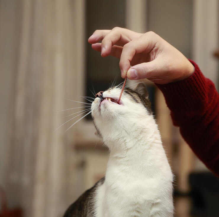 Representación visual de gatos comiendo tocino