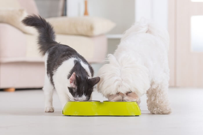 Imagen de un gato y un perro compartiendo pacíficamente un plato de comida, ejemplificando un momento conmovedor.