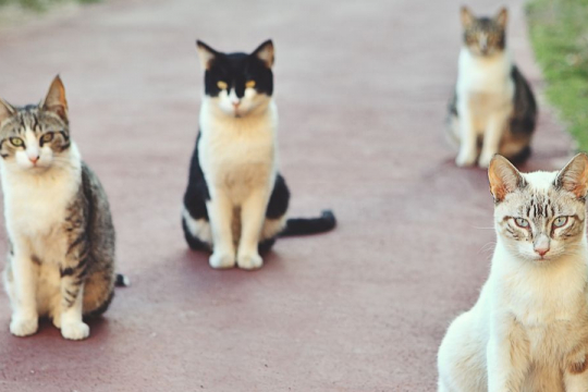 Las 9 Razas de gatos más amigables y agradables del mundo