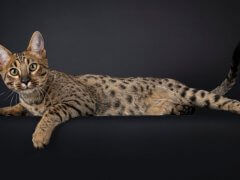 Gorgeous Savannah cat