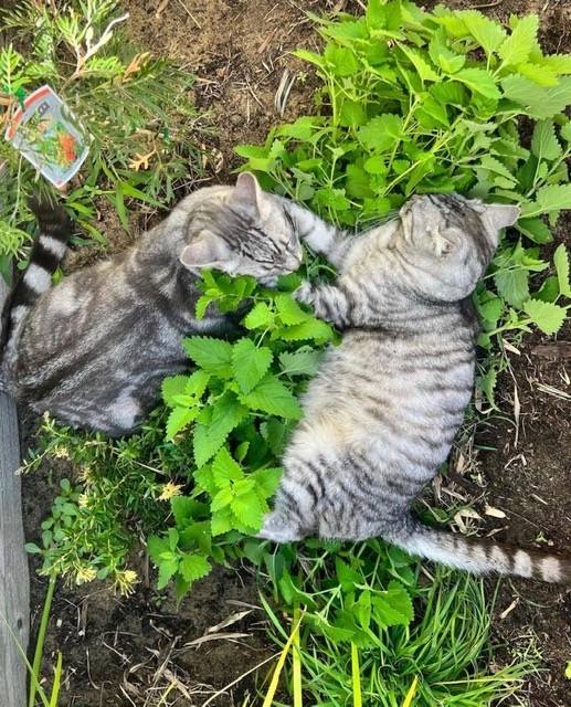 Posiciones para dormir de los gatos Siestas en grupo social