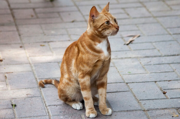 Gato egipcio del valle del Nilo