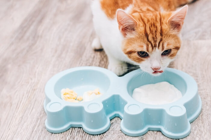 Visualizar los riesgos potenciales asociados con el consumo de yogur por parte de los gatos, enfatizando la consideración cuidadosa de las opciones dietéticas.