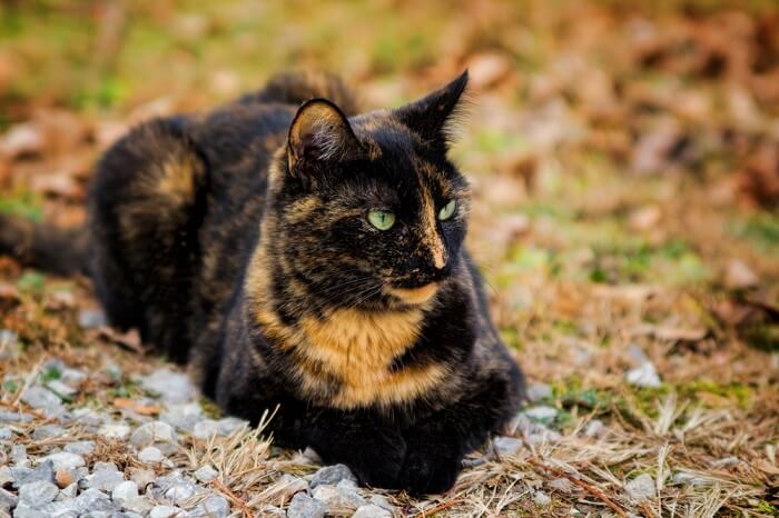 Un gato carey que exhibe su patrón de pelaje único caracterizado por una mezcla de varios colores.