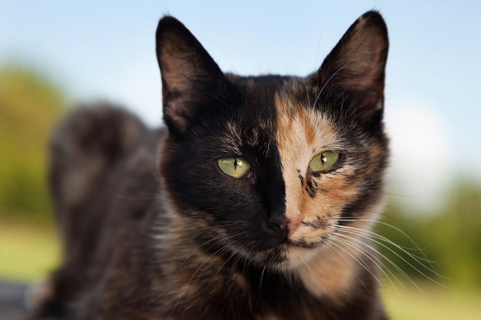 Gatos de color carey que presentan un patrón de pelaje único caracterizado por una mezcla de varios colores.