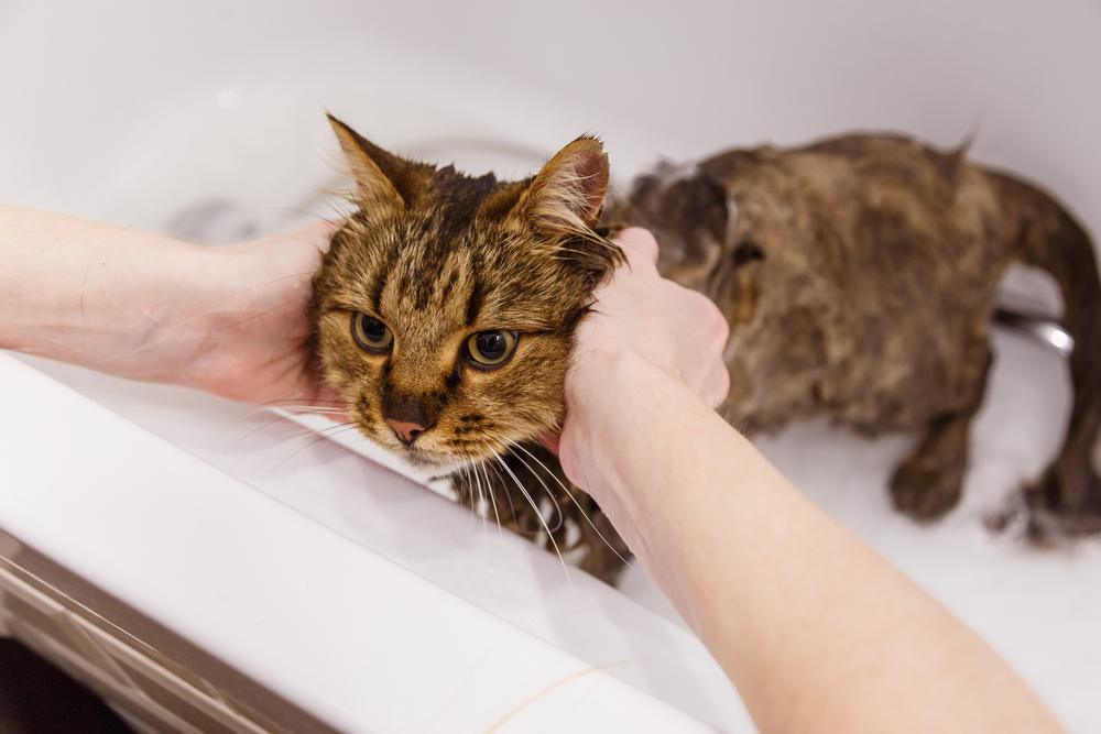 Lavando a un gato en el baño, mostrando el proceso de aseo esencial para mantener un felino limpio y saludable.