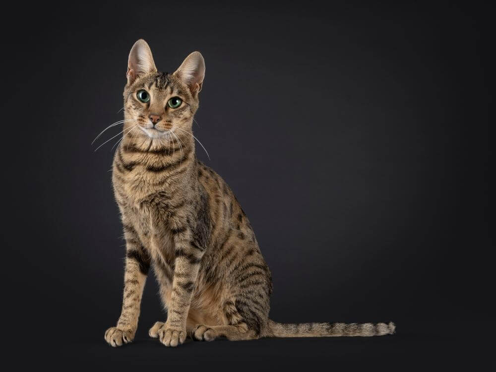 Gato Savannah joven, atigrado y negro, con manchas, sentado