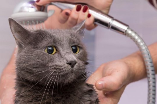 ¿Por qué los gatos odian el agua?