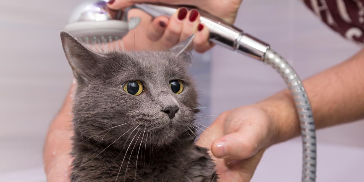 Bañarse bajo la ducha de un gato doméstico azul ruso