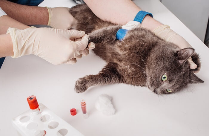 Imagen relacionada con un análisis de sangre en gatos, resaltando el proceso diagnóstico en la atención médica felina.