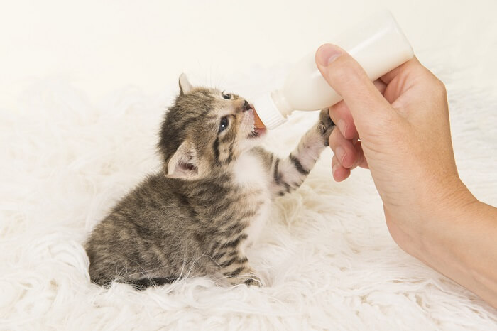 Destete natural vs. destete de un gatito alimentado con biberón