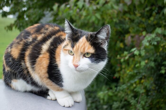 Un gato calicó, que muestra su patrón de pelaje distintivo con una combinación de manchas de pelaje blanco, negro y naranja.