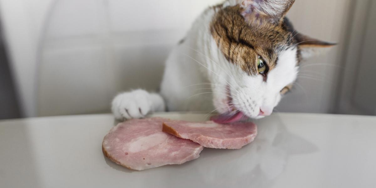 Un gato disfrutando de un bocado de jamón, mostrando su curiosidad hacia diferentes alimentos y sabores.