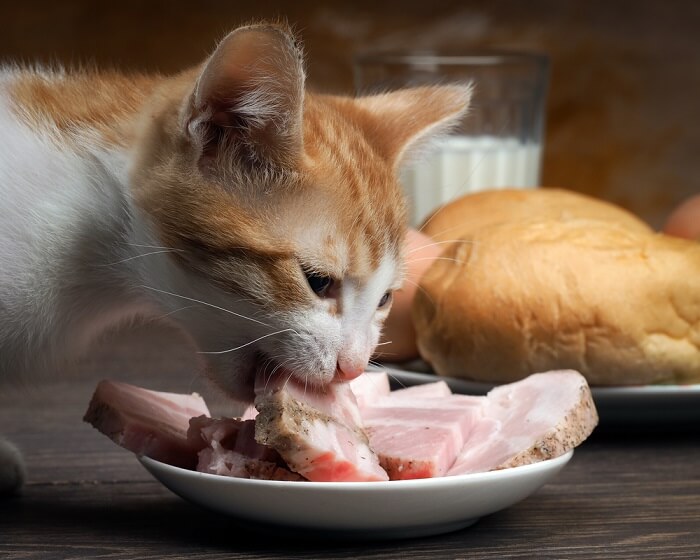 Una imagen de un gato que muestra interés en una rebanada de jamón, capturando un momento de curiosidad e interacción con la comida humana.