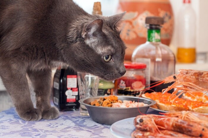 Gato curioso intrigado por un plato de suculentos camarones.