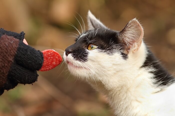 Un gato cautivado por una rebanada de jamón, lo que refleja su curiosidad por la comida y los sabores humanos.