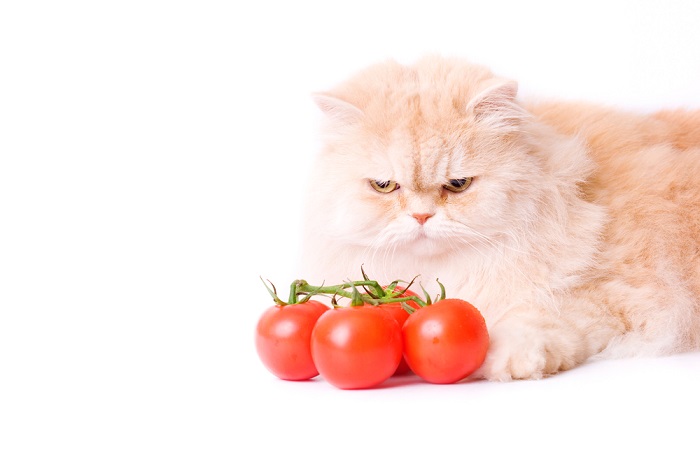 Gato curioso rodeado de tomates, lo que resalta la curiosidad por alimentos inusuales.