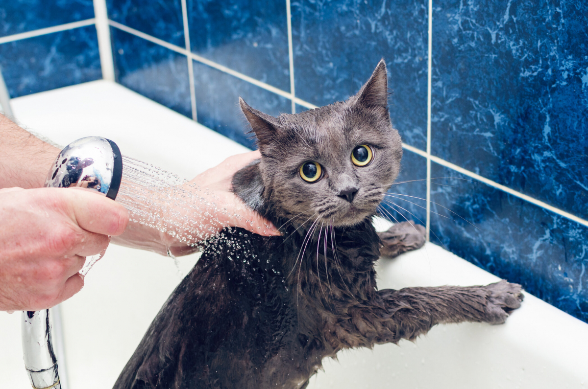 ¿Por qué los gatos odian el agua?