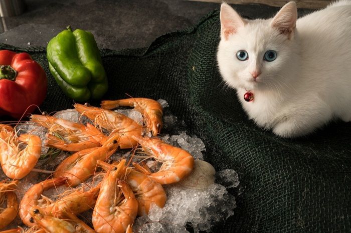 Gato concentrado disfrutando de un festín de camarones.