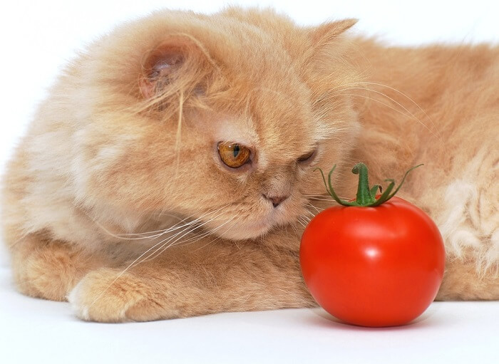 Un gato curioso investiga un tomate, lo que plantea preguntas sobre las preferencias dietéticas felinas.