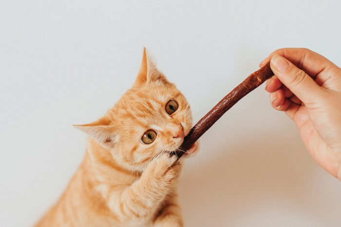 Gato comiendo una golosina masticable