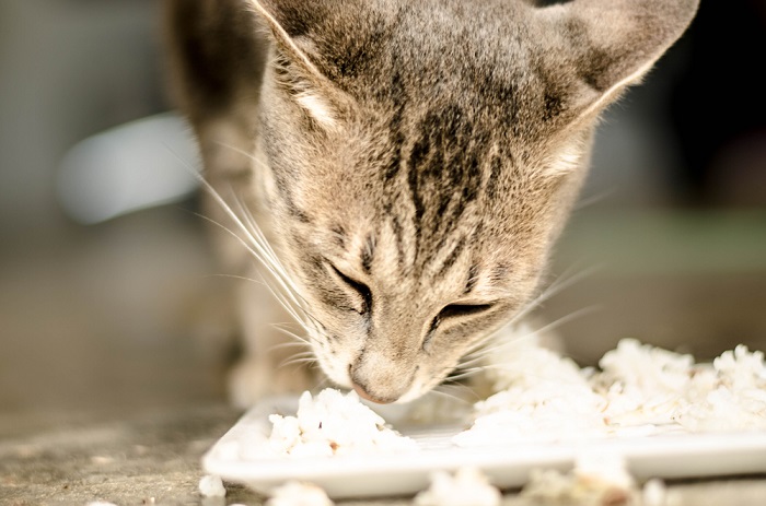 Gato contento saboreando una comida de arroz.