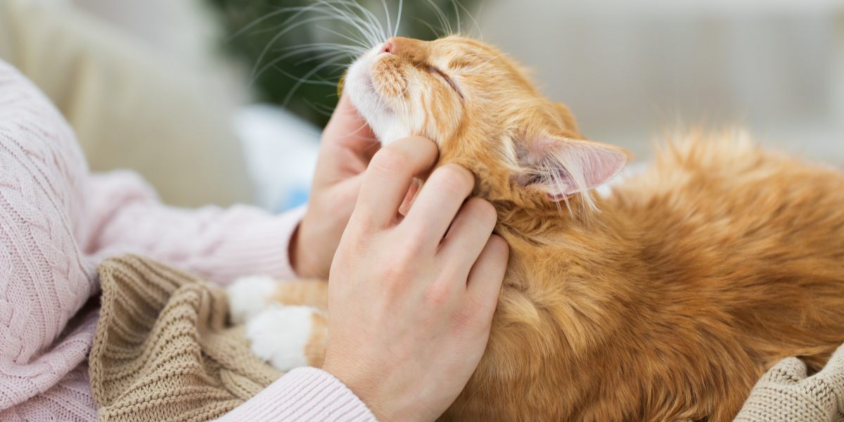 Un gato que muestra afecto y amor hacia su dueño, enfatizando el vínculo entre los gatos y sus cuidadores humanos.