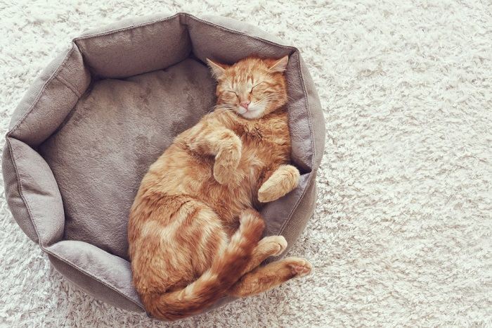 Un gato en un sueño profundo, cómodamente arropada y durmiendo pacíficamente, encarnando la tranquilidad y el descanso del reposo felino.