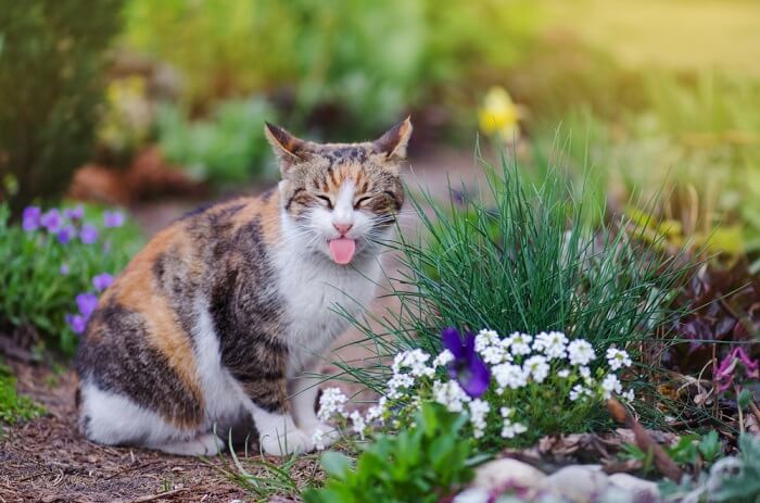 Imagen que muestra un gato sacando la lengua de forma juguetona, mostrando una expresión traviesa y alegre.