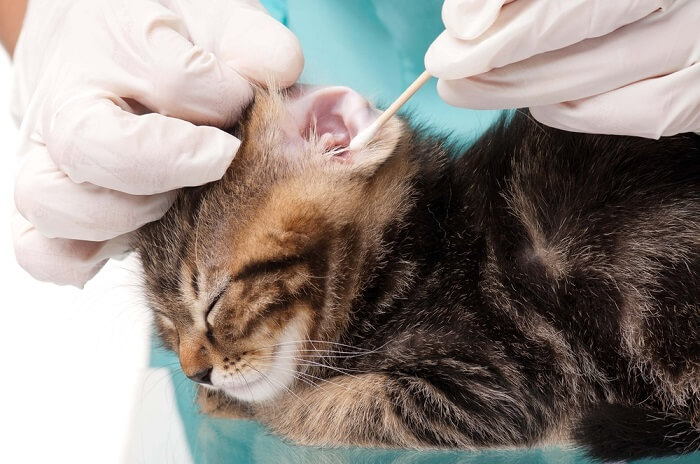 Imagen que muestra a una persona limpiando suavemente las orejas de un gato.