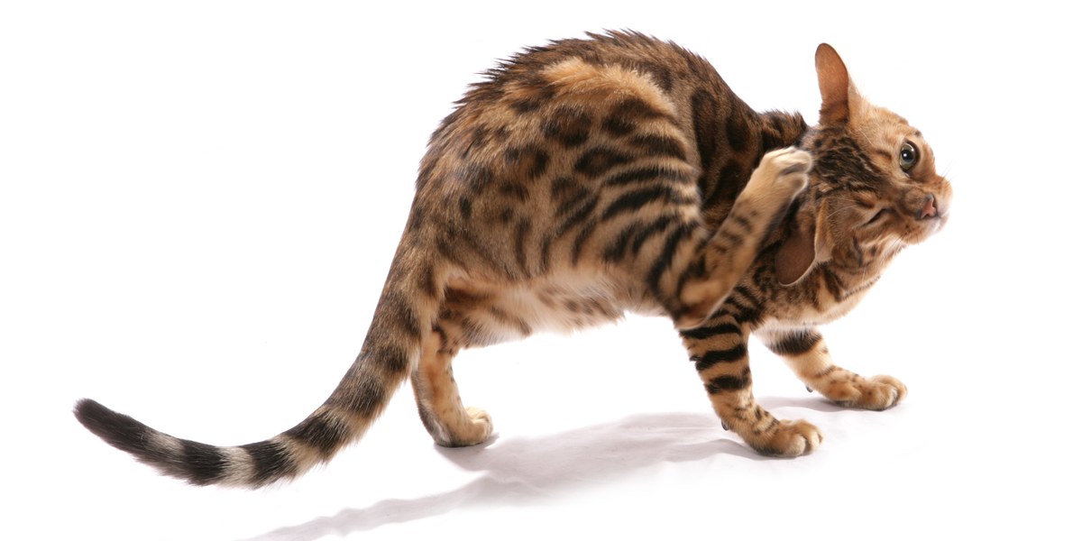 Gato con picazón capturado en el momento de rascarse, mostrando un comportamiento felino común.