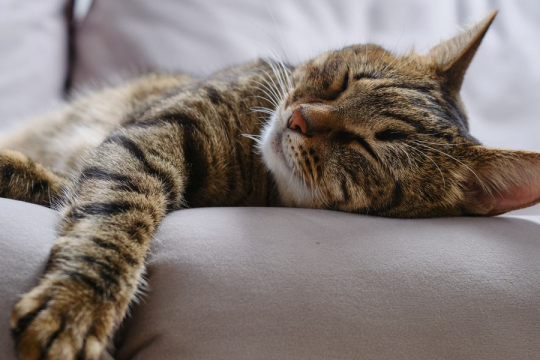10 Consejos para entrenar a tu gato a dormir toda la noche