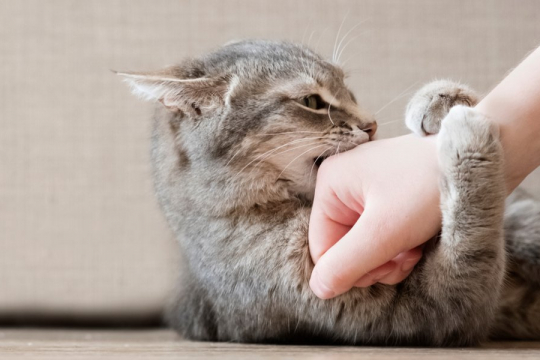 Cómo entrenar a tu gato para que no muerda