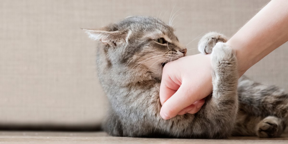 Gato mordiéndose la mano