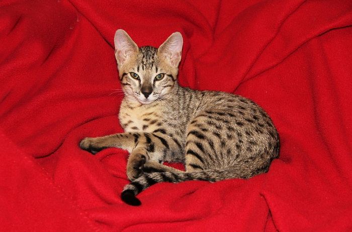 Imagen de un gato Savannah, una raza conocida por su apariencia llamativa que se asemeja a un serval africano salvaje, mostrando sus características únicas y cautivadoras.